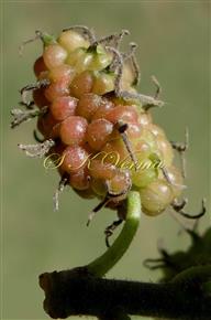  Female Inflorescence (Sorosis)